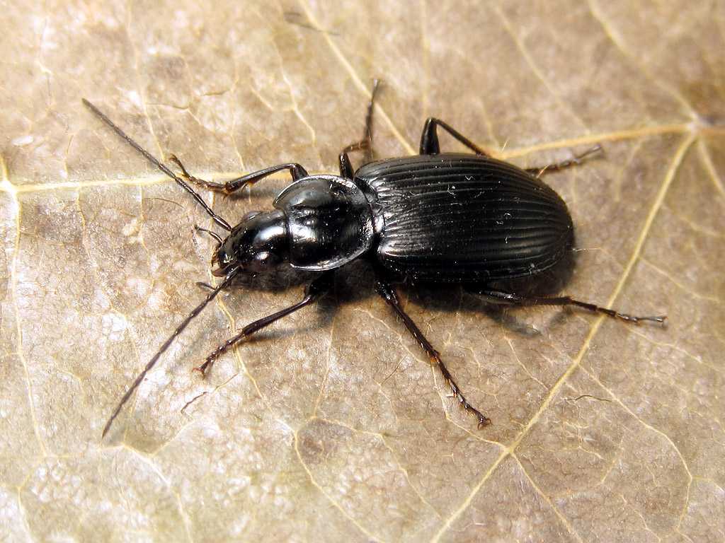 Carabidae: Agonum cfr. duftschmidi (= moestum)